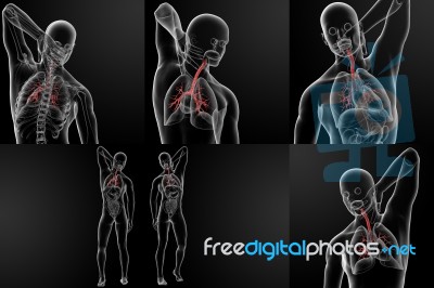 3d Rendering Illustration Of The Male Bronchi Stock Image