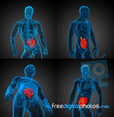 3d Rendering Illustration Of The Male Small Intestine Stock Image