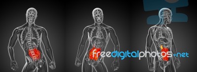 3d Rendering Illustration Of The Male Small Intestine Stock Image