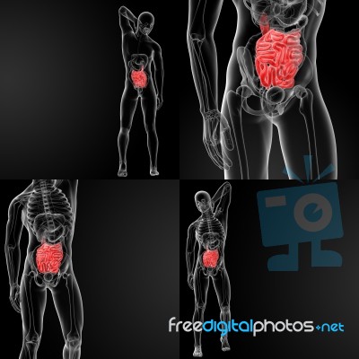 3d Rendering Illustration Of The Male Small Intestine Stock Image