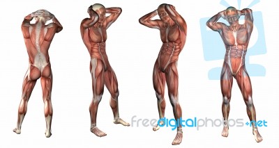 3d Rendering Illustration Of The Muscular System Stock Image