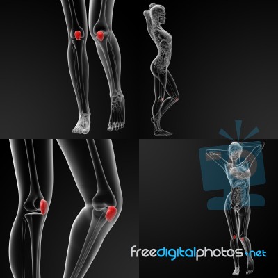 3d Rendering Illustration Of The  Patella Bone Stock Image