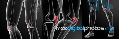 3d Rendering Illustration Of The Patella Bone Stock Image