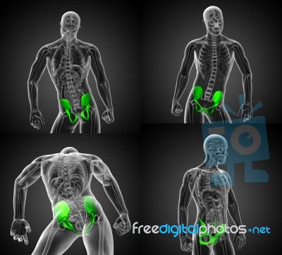 3d Rendering Illustration Of The Pelvis Bone Stock Image