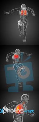 3d Rendering Illustration Of The Respiratort System Stock Image