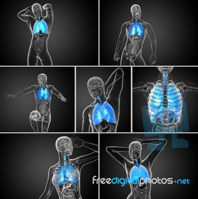 3d Rendering  Illustration Of The Respiratort System Stock Image