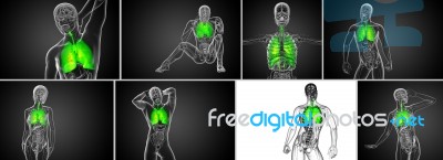 3d Rendering  Illustration Of The Respiratort System Stock Image