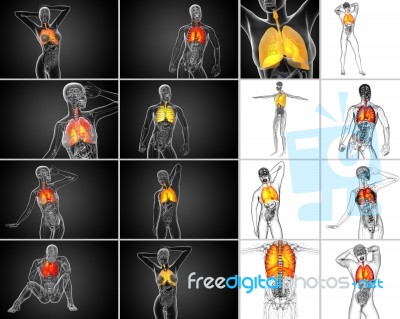 3d Rendering Illustration Of The Respiratort System Stock Image