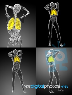 3d Rendering Illustration Of The Respiratory System Stock Image