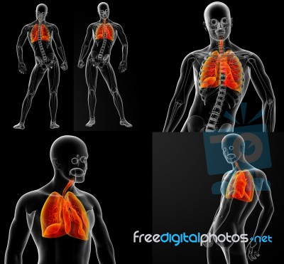 3d Rendering Illustration Of The  Respiratory System Stock Image