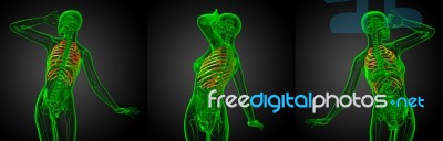 3d Rendering Illustration Of The Rib Cage Stock Image