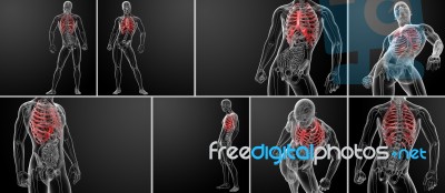 3d Rendering Illustration Of The Rib Cage Stock Image