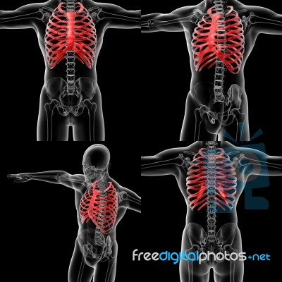 3d Rendering Illustration Of The  Rib Cage Stock Image