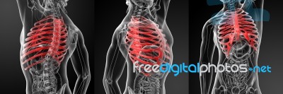 3d Rendering Illustration Of The Rib Cage Stock Image