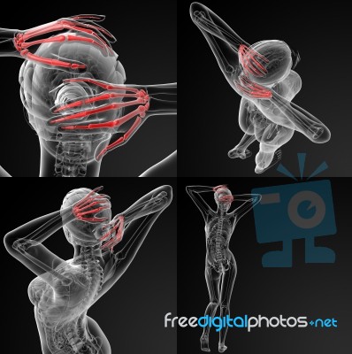 3d Rendering Illustration Of The Skeletal Hand Stock Image