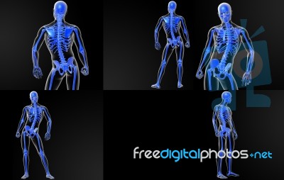 3d Rendering Illustration Of The Skeleton Bone Stock Image