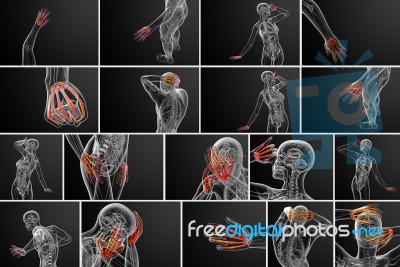 3d Rendering Illustration Of The Skeleton Hand Stock Image