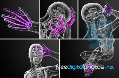 3d Rendering Illustration Of The Skeleton Hand Stock Image