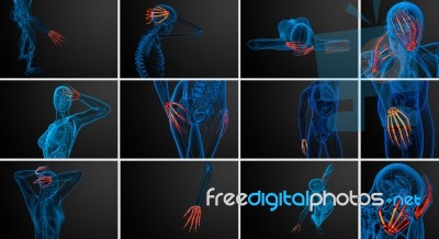 3d Rendering Illustration Of The Skeleton Hand Stock Image