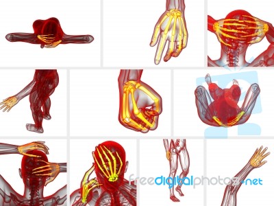 3d Rendering Illustration Of The Skeleton Hand Stock Image