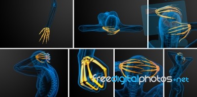 3d Rendering Illustration Of The Skeleton Hand Stock Image