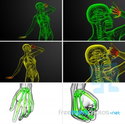 3d Rendering Illustration Of The Skeleton Hand Stock Image