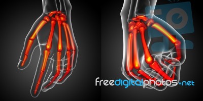 3d Rendering Illustration Of The Skeleton Hand Stock Image