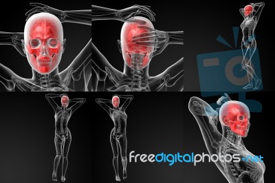 3d Rendering Illustration Of The Skull Bone Stock Image