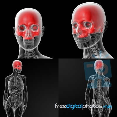 3d Rendering Illustration Of The Skull Bone - Upper Half Stock Image