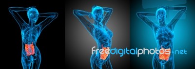 3d Rendering Illustration Of The Small Intestine Stock Image