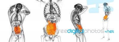 3d Rendering Illustration Of The Small Intestine Stock Image