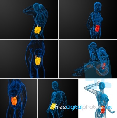 3d Rendering  Illustration Of The Small Intestine Stock Image