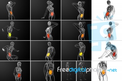 3d Rendering  Illustration Of The Small Intestine Stock Image