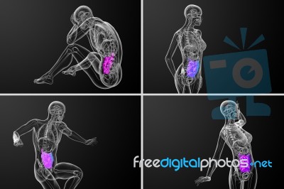 3d Rendering  Illustration Of The Small Intestine Stock Image