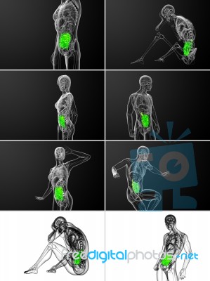 3d Rendering Illustration Of The Small Intestine Stock Image