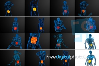 3d Rendering  Illustration Of The Small Intestine Stock Image