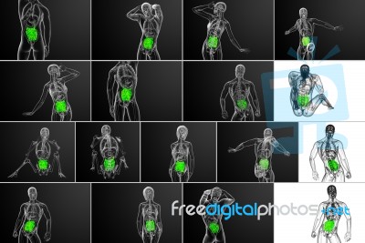 3d Rendering  Illustration Of The Small Intestine Stock Image