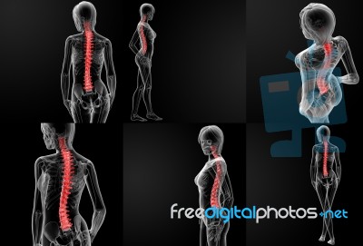 3d Rendering Illustration Of The Spine Bone Stock Image