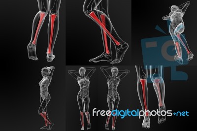 3d Rendering Illustration Of The Tibia Bone Stock Image