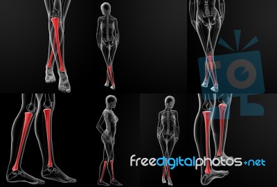 3d Rendering Illustration Of The Tibia Bone Stock Image