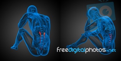 3d Rendering Illustration Of The Ureter Stock Image