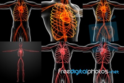 3d Rendering Illustration Of The  Vascular System Stock Image