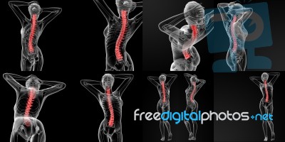 3d Rendering Illustration Of The Vertebral Column Stock Image