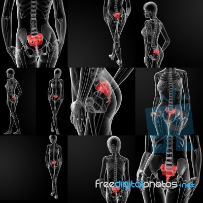 3d Rendering Illustration Of Thetibia Bone Stock Image