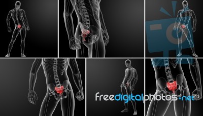 3d Rendering Illustration Sacrum Bone Stock Image