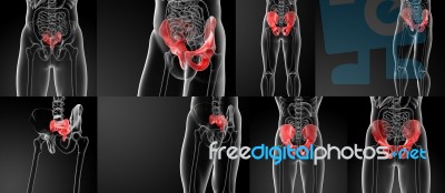 3d Rendering Illustration Sacrum Bone Stock Image