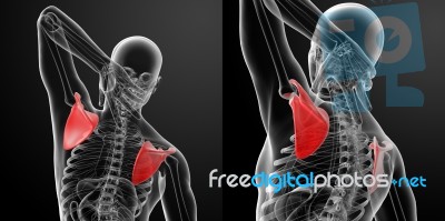 3d Rendering Illustration  Scapulabone Stock Image