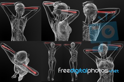 3d Rendering Ilustration Of The  Ulna Bone Stock Image