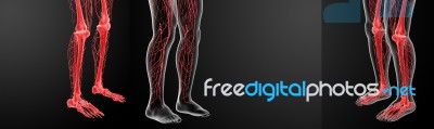 3d Rendering Lymphatic System Visible Leg Stock Image