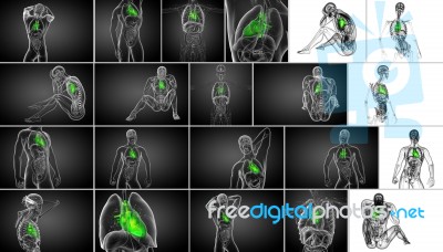 3d Rendering Medical Illustration Of A Human Heart Stock Image